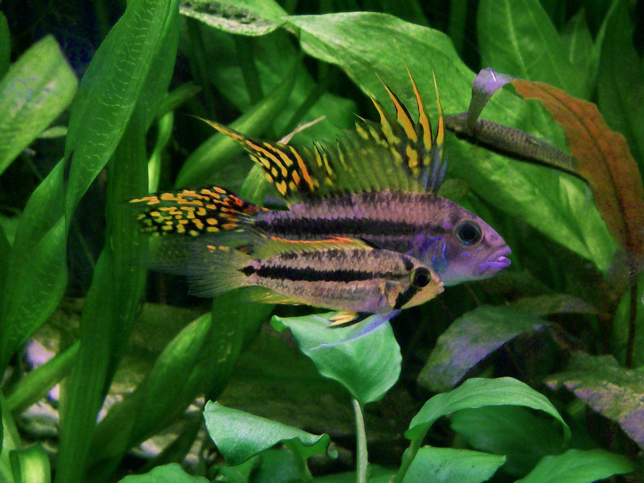 Apistogramma cacatuoides